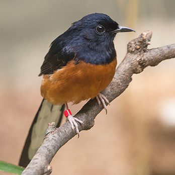 White-rumped shama in exhibit