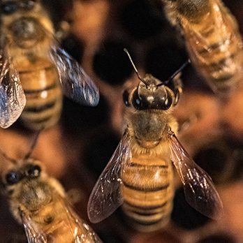 European honey bee in exhibit