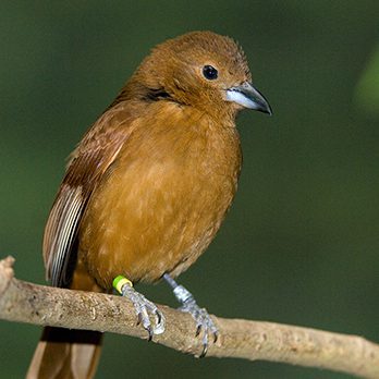 White-lined tanager in exhibit