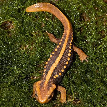 Emperor newt in exhibit