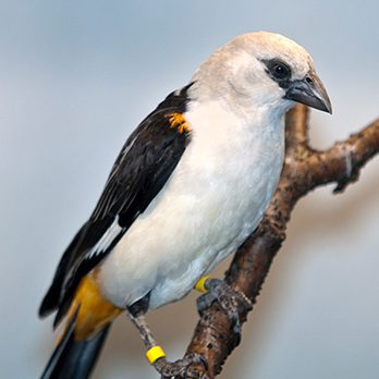 White-headed buffalo weaver in exhibit