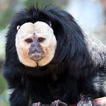 White-faced saki in exhibit