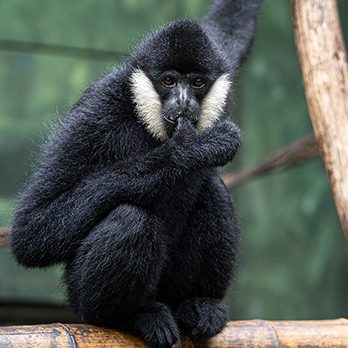 White-cheeked gibbon in exhibit