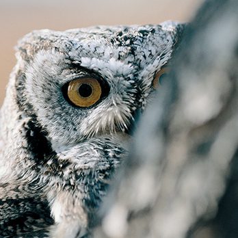 Eastern screech owl in exhibit