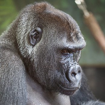 Western lowland gorilla in exhibit