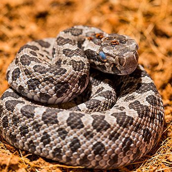 Eastern massasauga rattlesnake in exhibit