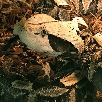 West African gaboon viper in exhibit