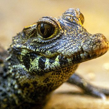 West African dwarf crocodile in exhibit