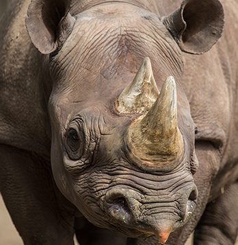 Eastern black rhino in exhibit