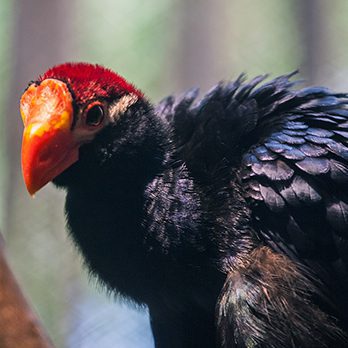 Violaceous turaco in exhibit