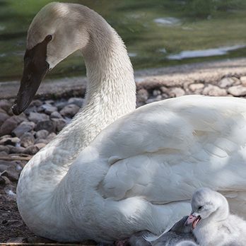 Trumpeter swan in exhibit