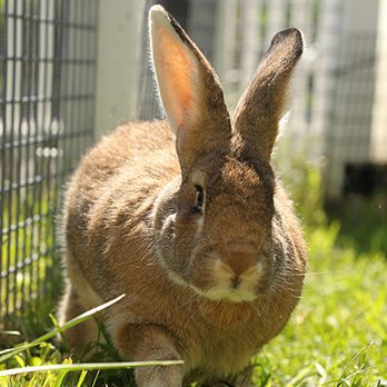 Domestic rabbit in exhibit