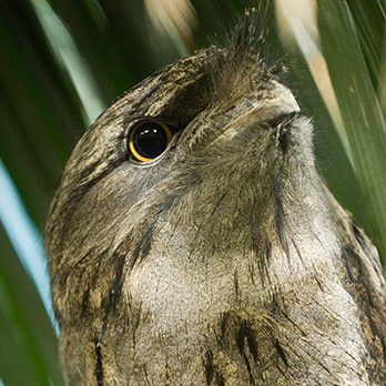 Tawny frogmouth in exhibit