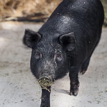 Domestic pig in exhibit