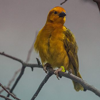 Taveta golden weaver in exhibit