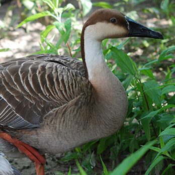 Swan goose in exhibit