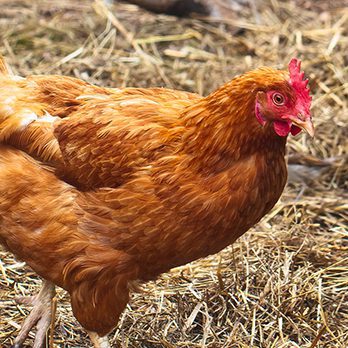 Domestic chicken in exhibit