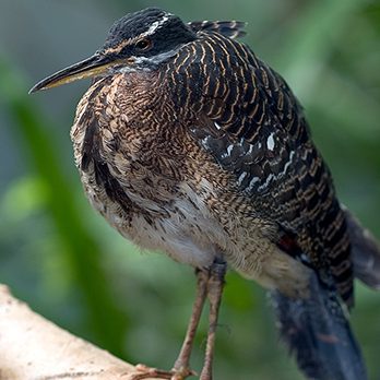 Sunbittern in exhibit