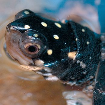 Spotted turtle in exhibit