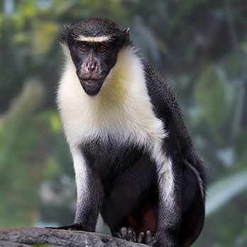 Diana Monkey  Lincoln Park Zoo