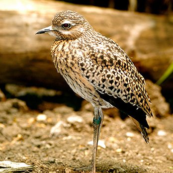 Spotted dikkop in exhibit