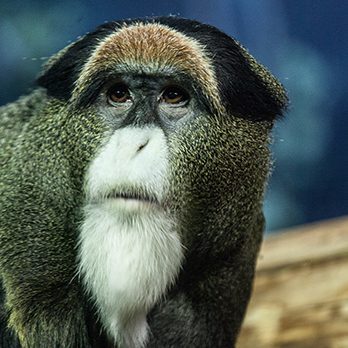 DeBrazza's monkey in exhibit
