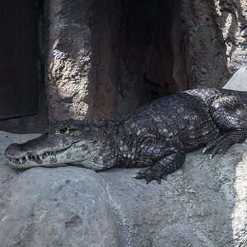 Spectacled caiman in exhibit