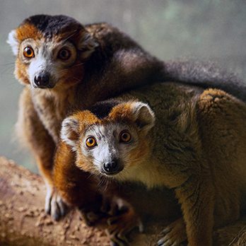 Crowned lemur in exhibit