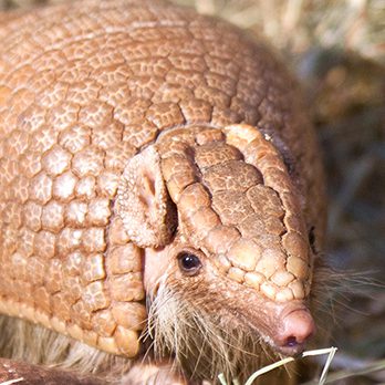 Southern three-banded armadillo in exhibit