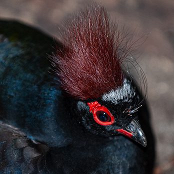 Crested wood-partridge in exhibit