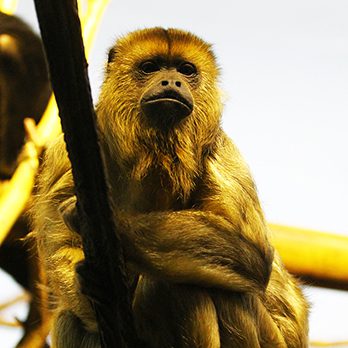 Southern black howler monkey in exhibit