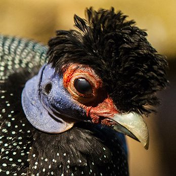 Crested guineafowl in exhibit