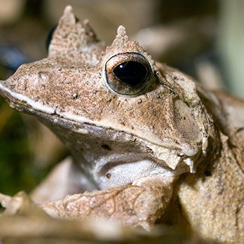 Solomon Islands leaf frog in exhibit