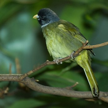 Collared finch-billed bulbul in exhibit