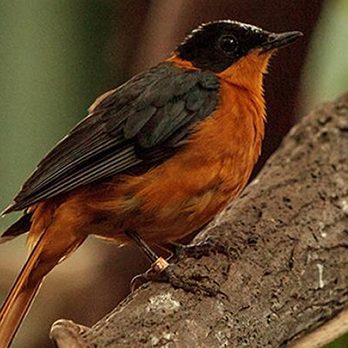 Snowy-headed robin chat in exhibit