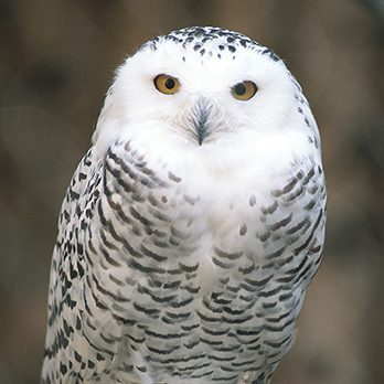 Snowy owl in exhibit