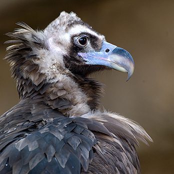 Cinerous vulture in exhibit