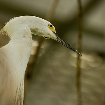 Snowy egret in exhibit