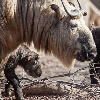 Sichuan takin in exhibit