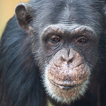 Chimpanzee in exhibit