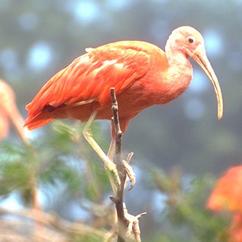 Scarlet ibis in exhibit