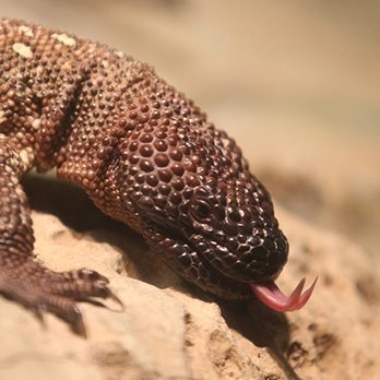 Rio Fuerte beaded lizard