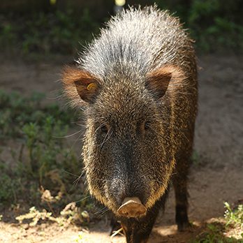 Chacoan peccary in exhibit