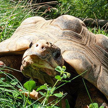 Red-footed tortoise in exhibit