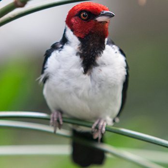 Red-capped cardinal in exhibit