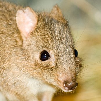 Brush-tailed bettong in exhibit