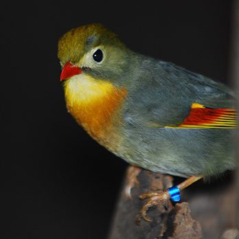 Red-billed leiothrix in exhibit