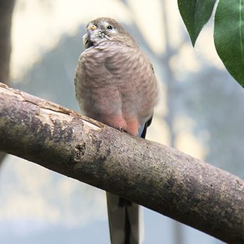 Bourke's parrot in exhibit