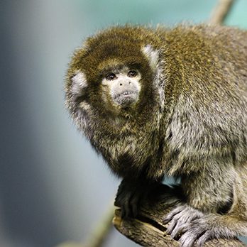 bolivian gray titi monkey in exhibit