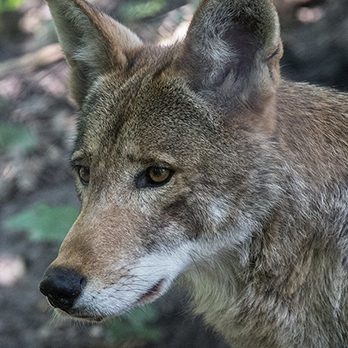 Red wolf in exhibit